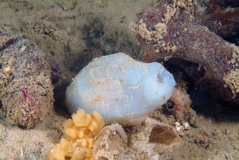 Rhopalaea neapolitana
